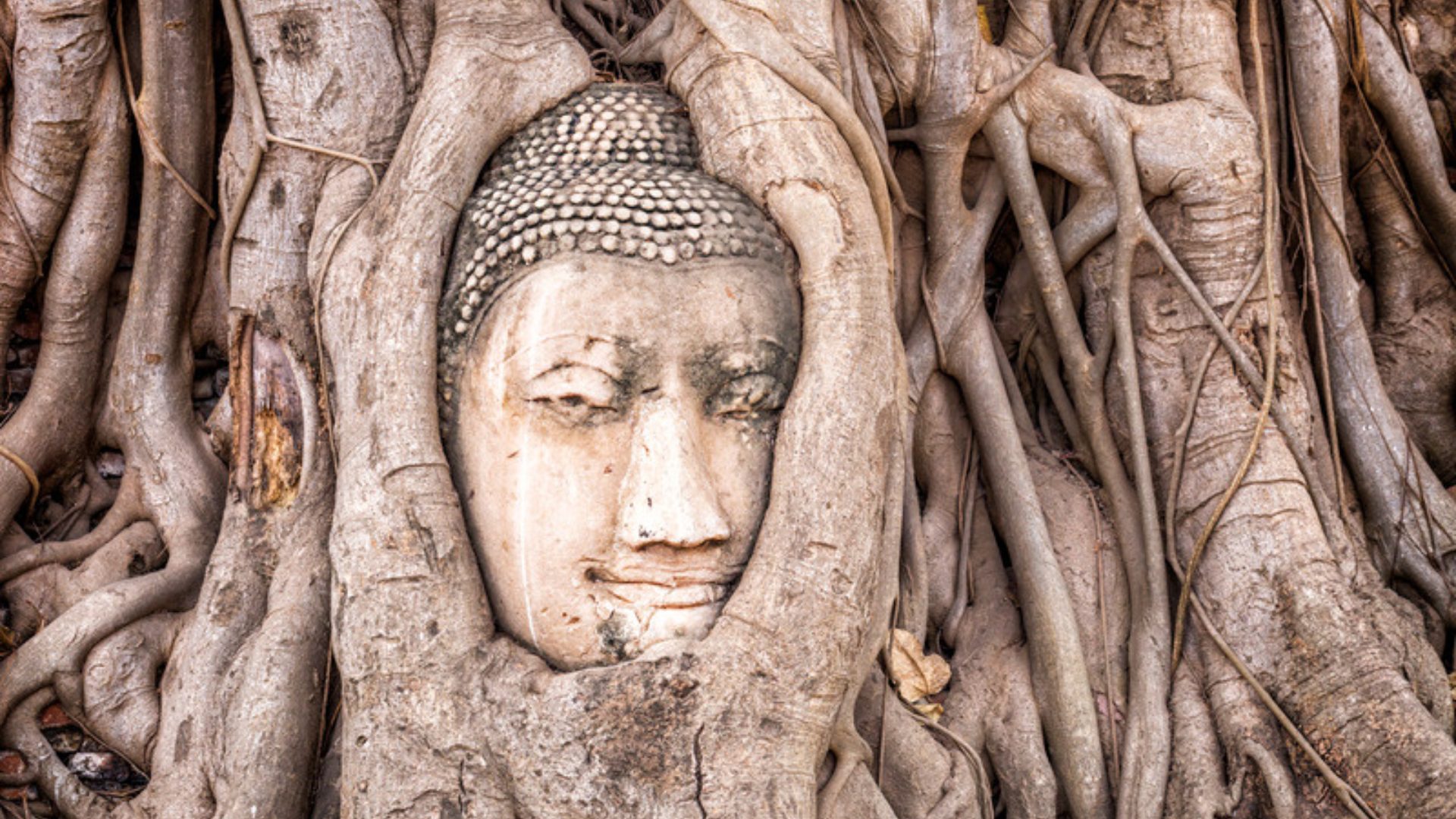 Ayutthaya Historical Park photo 9