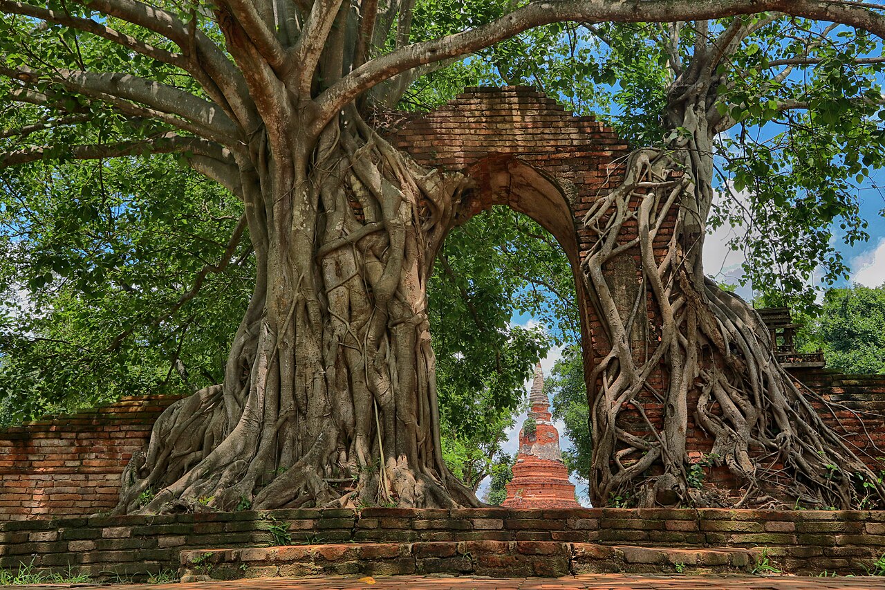 วัดเจ้าย่า photo 1