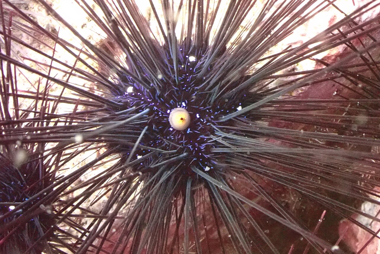 Coral Island photo 1