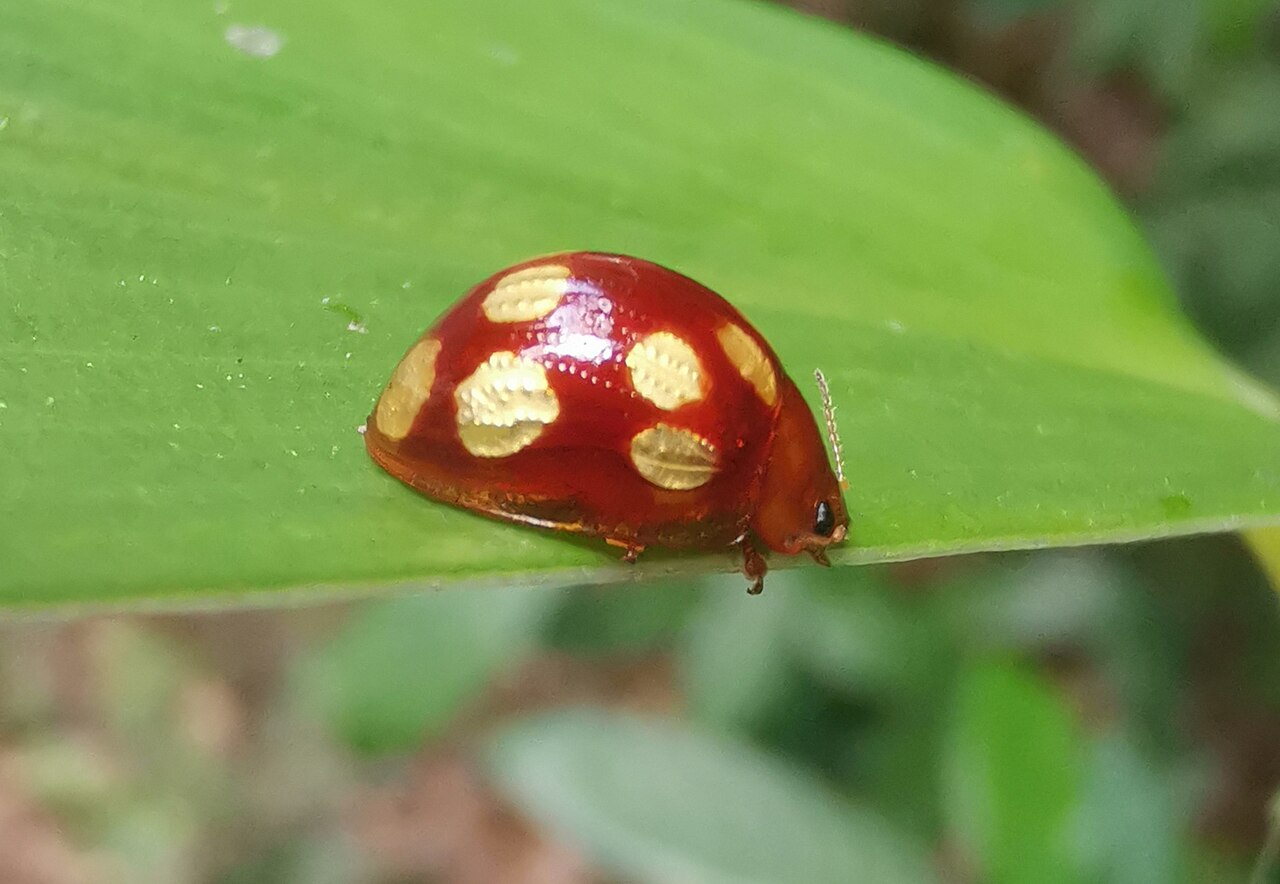 Doi Suthep-Pui National Park photo 1